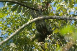 Leniwiec dwupalczasty Choloepus didactylus - Linnaeus's two-toed sloth 