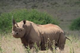 Nosorożec czarny - Diceros bicornis - Black rhinoceros