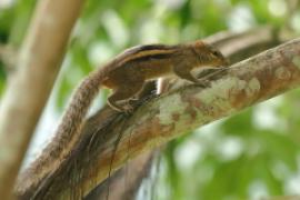 Pasecznik palmowy - Funambulus palmarum - Indian palm squirrel