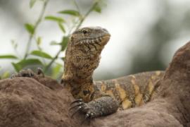 Waran nilowy - Varanus niloticus - Nile monitor