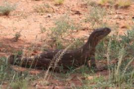 Waran stepowy - Varanus exanthematicus - Savannah monitor