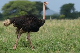Struś czerwonoskóry - Struthio camelus - Common Ostrich