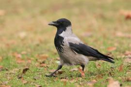 Wrona siwa - Corvus cornix - Hooded Crow