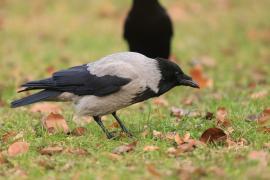 Wrona siwa - Corvus cornix - Hooded Crow
