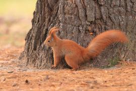 Wiewiórka ruda - Sciurus vulgaris - Red squirrel