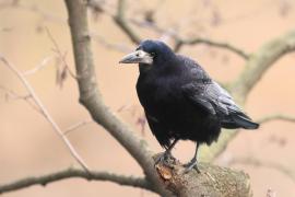 Gawron - Corvus frugilegus - Rook