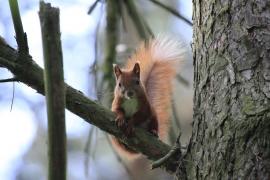 Wiewiórka ruda - Sciurus vulgaris - Red squirrel