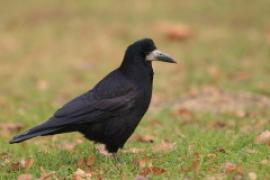 Gawron - Corvus frugilegus - Rook