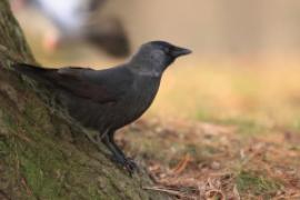 Kawka - Corvus monedula - Eurasian Jackdaw