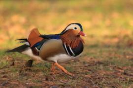 Mandarynka - Aix galericulata - Mandarin Duck