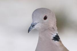 Sierpówka - Streptopelia decaocto - Eurasian Collared Dove