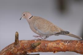 Sierpówka - Streptopelia decaocto - Eurasian Collared Dove