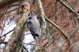 Dzięciołek - Dryobates minor - Lesser Spotted Woodpecker