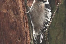 Dzięciołek - Dryobates minor - Lesser Spotted Woodpecker