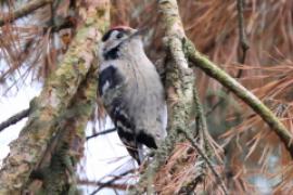 Dzięciołek - Dryobates minor - Lesser Spotted Woodpecker