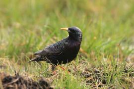 Szpak - Sturnus vulgaris - Common Starling