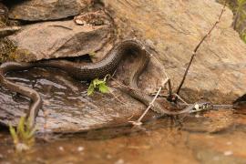 Zaskroniec - Natrix natrix - Grass snake