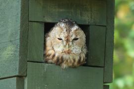 Puszczyk - Strix aluco - Tawny Owl