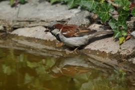 Wróbel - Passer domesticus - House Sparrow