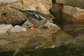 Zięba - Fringilla coelebs - Common Chaffinch