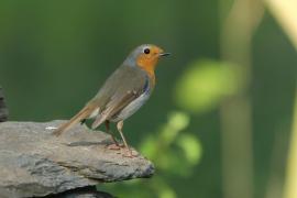 Rudzik - Erithacus rubecula - European Robin