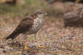 Krogulec - Accipiter nisus - Eurasian Sparrowhawk