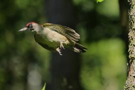 Dzięcioł zielony - Picus viridis - Green Woodpecker