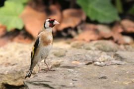Szczygieł - Carduelis carduelis - European Goldfinch
