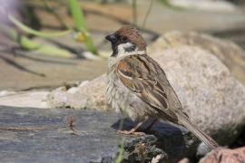 Mazurek - Passer montanus - Eurasian Tree Sparrow