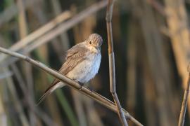 Muchołówka szara - Muscicapa striata - Spotted Flycatcher