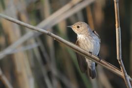 Muchołówka szara - Muscicapa striata - Spotted Flycatcher