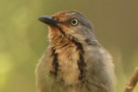 Palmodrozd tarczowy - Cichladusa arquata - Collared Palm Thrush