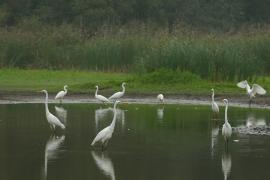 Czapla biała - Ardea alba - Western Great Egret