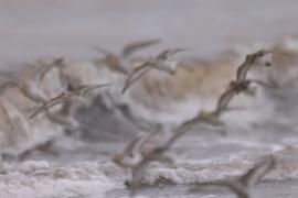 Piaskowiec - Calidris alba - Sanderling