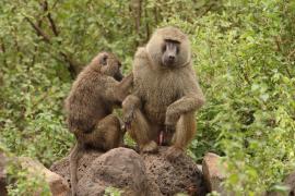 Pawian masajski - Papio cynocephalus - Yellow baboon