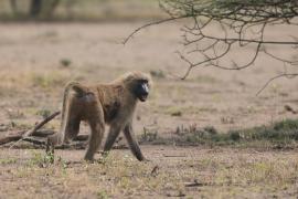 Pawian płaszczowy - Sacred baboon - Papio hamadryas