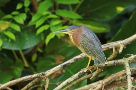 Czapla zielona - Butorides virescens - Green Heron