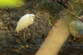 Czapla śnieżna - Egretta thula - Snowy Egret