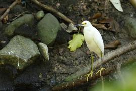 Czapla śnieżna - Egretta thula - Snowy Egret