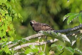 Myszołów rdzawosterny - Buteo jamaicensis - Red-tailed Hawk