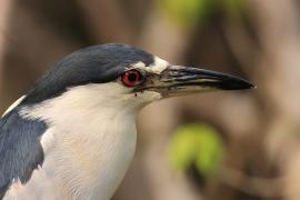 Ślepowron - Nycticorax nycticorax - Black-crowned Night-Heron