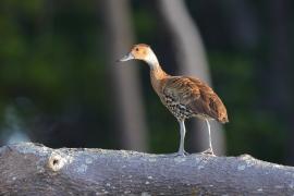 Drzewica karaibska - Dendrocygna arborea  - West Indian Whistling Duck