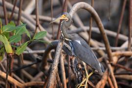 Czapla trójbarwna - Egretta tricolor - Tricolored Heron