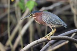 Czapla zielona - Butorides virescens - Green Heron