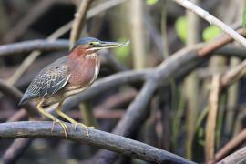 Czapla zielona - Butorides virescens - Green Heron