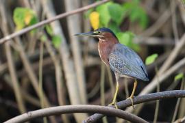 Czapla zielona - Butorides virescens - Green Heron