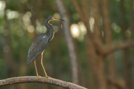 Czapla trójbarwna - Egretta tricolor - Tricolored Heron