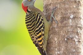 Dzięciur płowy - Melanerpes striatus - Hispaniolan Woodpecker