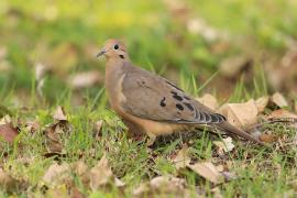 Gołębiak długosterny - Zenaida macroura - Mourning Dove