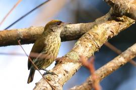 Hispaniolak - Nesoctites micromegas - Antillean Piculet